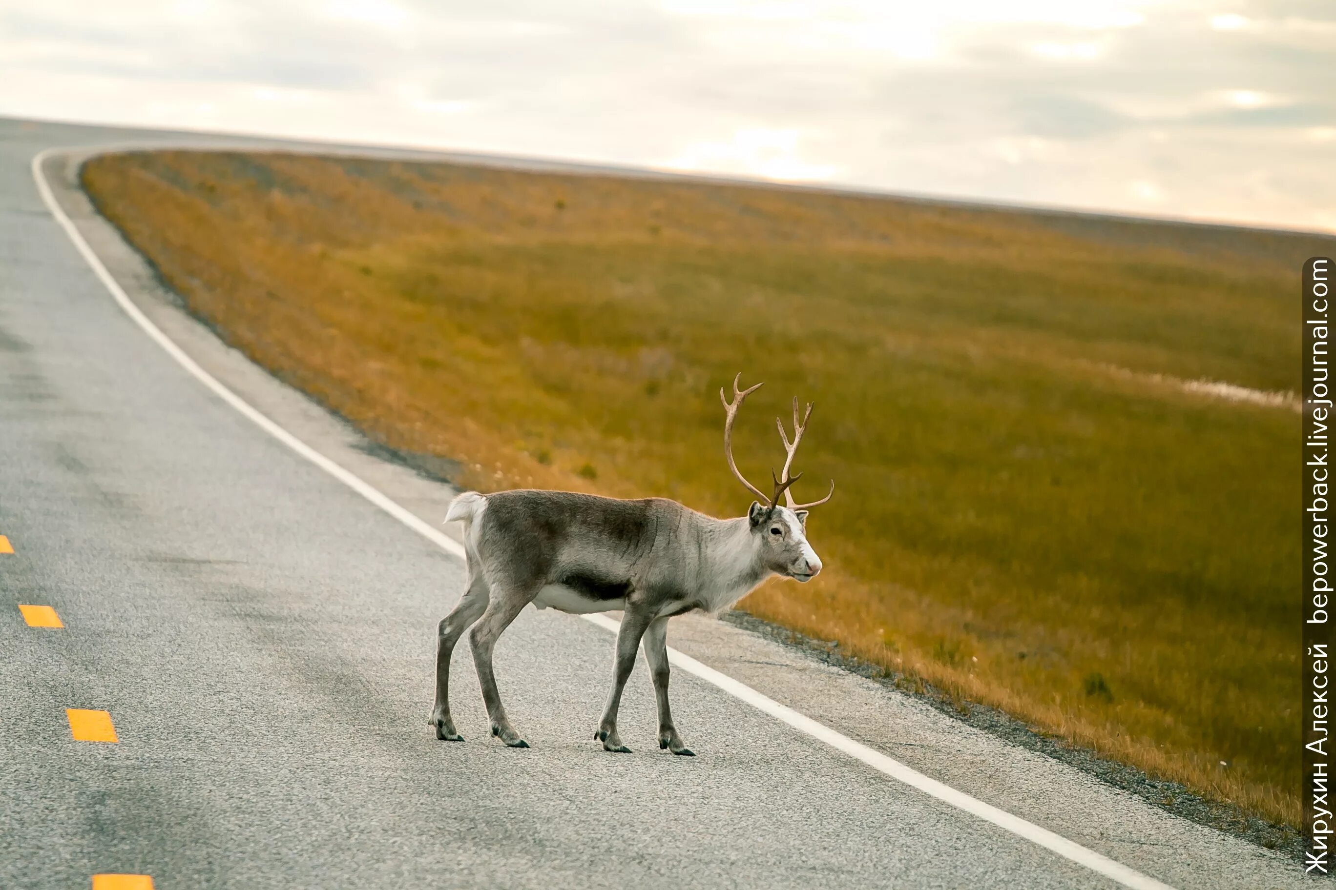 олени ходят. хоровод северных оленей. олени ходят. олени вдоль дороги висим. олени ходят.