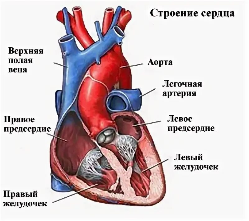 3 в левое предсердие впадают. Строение левого желудочка сердца анатомия. Строение левого предсердия сердца. Строение сердца левый желудочек левое предсердие. Строение правого желудочка сердца.