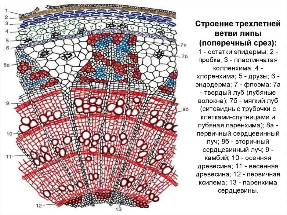 Стебель внутреннее строение стебля. Строение части стебля и функции части стебля. Внутреннее строение дерева 6 класс биология. Строение стебля функции древесины. Внутреннее строение стелеля.