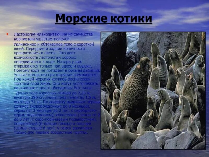 Ластоногие хоботные. Биология отряд ластоногие. ластоногие представители гренландский. отряды млекопитающих ластоногие. отряд ластоногие питание.