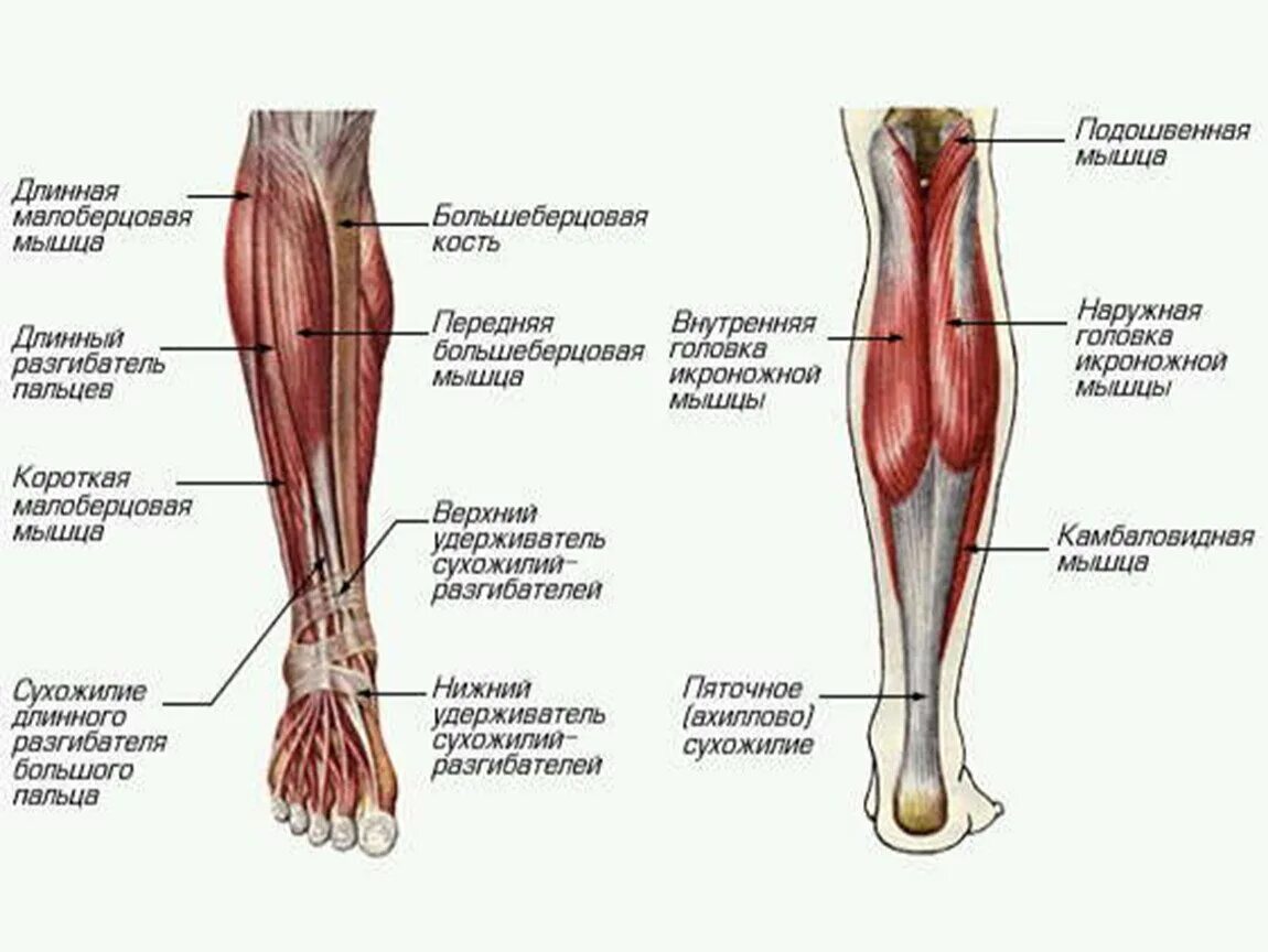 Мышцы голени ног