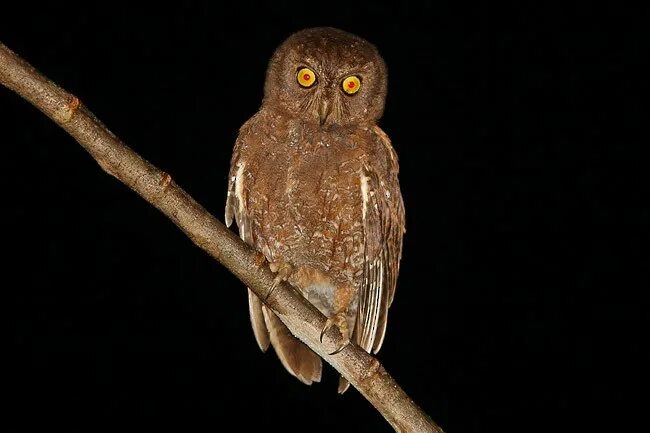Otus basic. Otus basic
