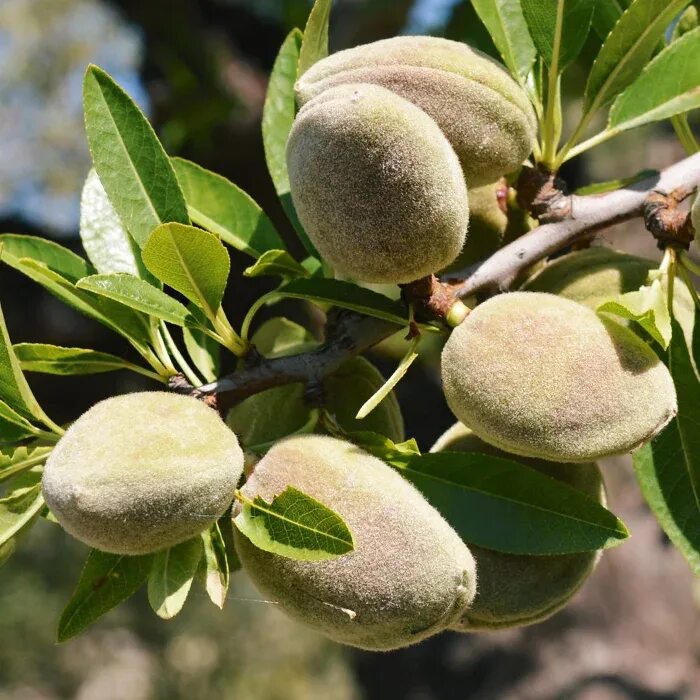 Миндаль форос. Миндаль форос. Миндаль форос. Миндаль обыкновенный дерево. Миндаль сорт форос.