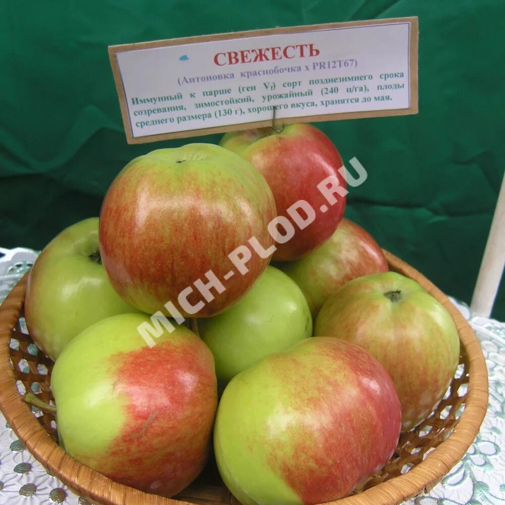 Среднеспелые сорта яблонь. Сорт яблони орловская свежесть. Яблоня бабушкино. Яблоня авенариус. Яблоня malus domestica 7.