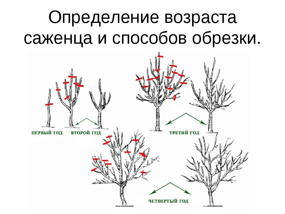 Обрезать ли саженцы при посадке. Прищипывание сосны. Обрезка облепихи осенью. Обрезка плодовых деревьев весной. Прищипка сосны обыкновенной схема.