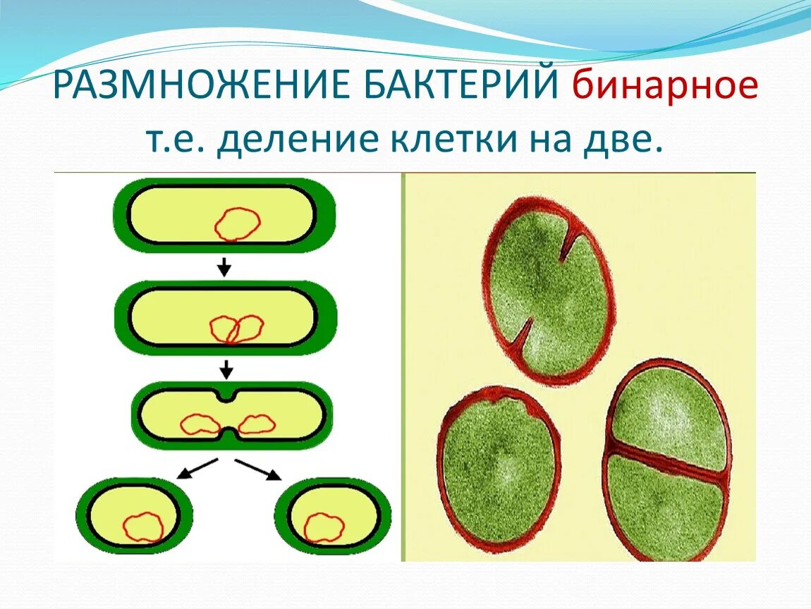 Урок размножение 9 класс