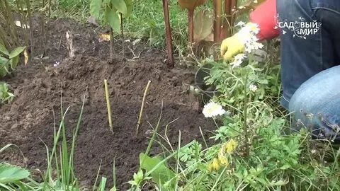 Расстояние при посадке пионов