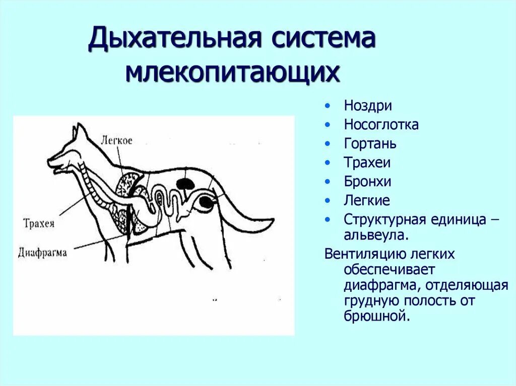 Общее строение организма животного это. Дыхательная система млекопитающих схема. Система органов дыхания млекопитающих органы дыхания млекопитающих. Дыхательная система млекопитающих 7 класс. Органы дыхания млекопитающих схема.