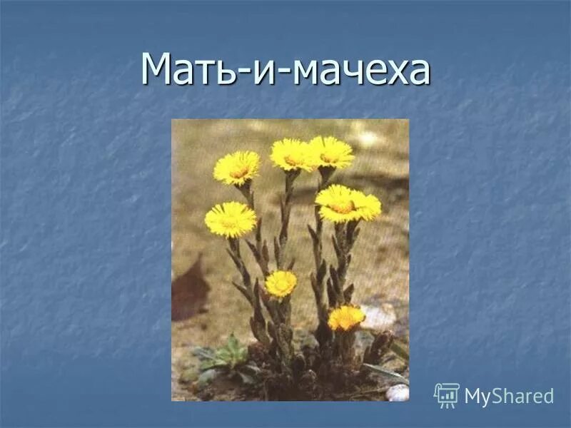 Мать и мачеха растение зеленые страницы. Зеленые страницы мать и мачеха 2 класс. Зеленые страницы мать и мачеха цветок. Зеленые страницы мать и мачеха