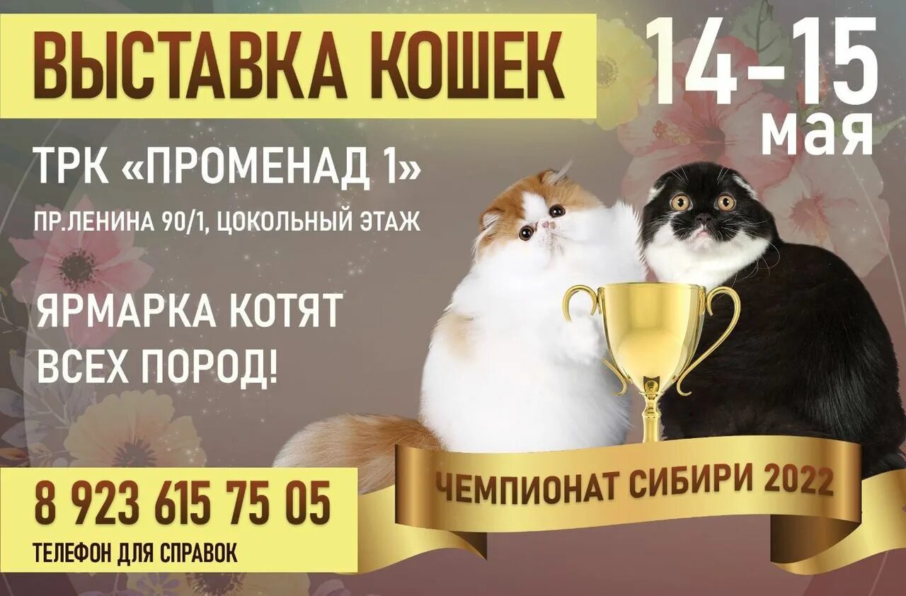 Выставка кошек Кемерово. Выставка кошек Кемерово 2023. Кошки Чемпионат выставка. Выставка котов афиша.