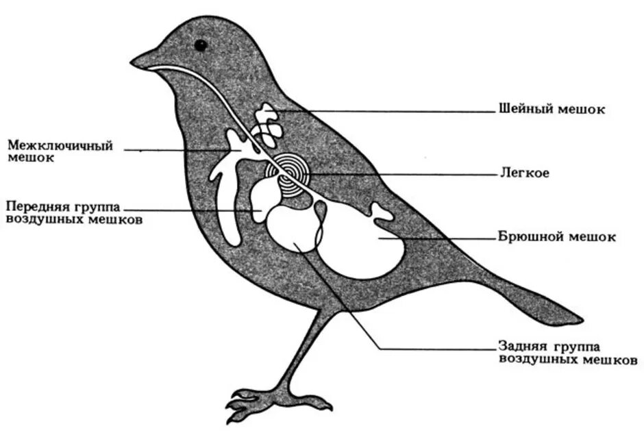 Форма легких птиц. Дыхательная система птиц воздушные мешки. Схема строения органов дыхания птиц. Дыхательная система птиц легкие. Строение дыхательной системы птиц.