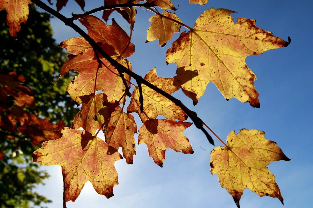 Из под желтых листьев. Желтый лист. Осенняя листва. Желтый лист. Из под желтых листьев.