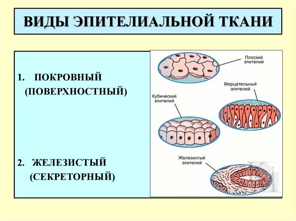 Эпителиальная ткань железистый эпителий. Железистый эпителий таблица. Эпителиальная ткань покровная железистая. Железистый эпителий Тип ткани. Какую функцию выполняет эпителиальная