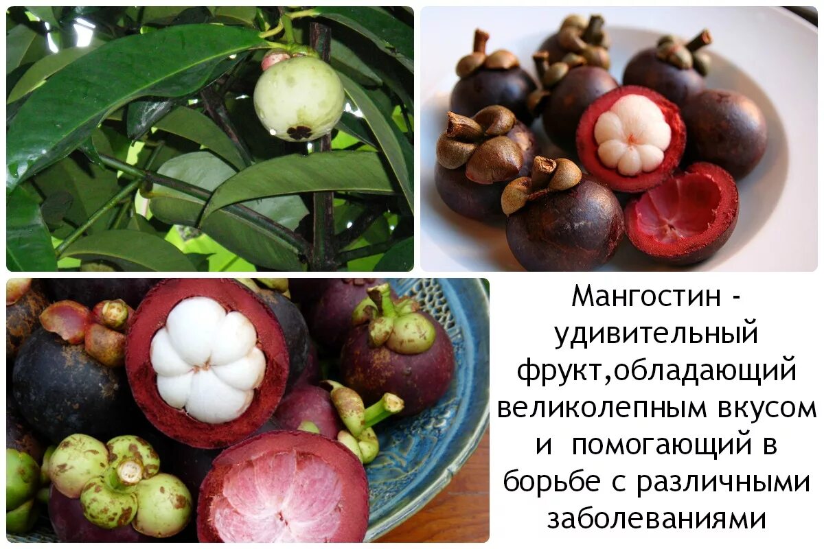 Описание вкуса фруктов. Экзотические фрукты мангостин. Мангостин фрукт дерево. Мангустин на Бали. Фрукт как чеснок мангостин.