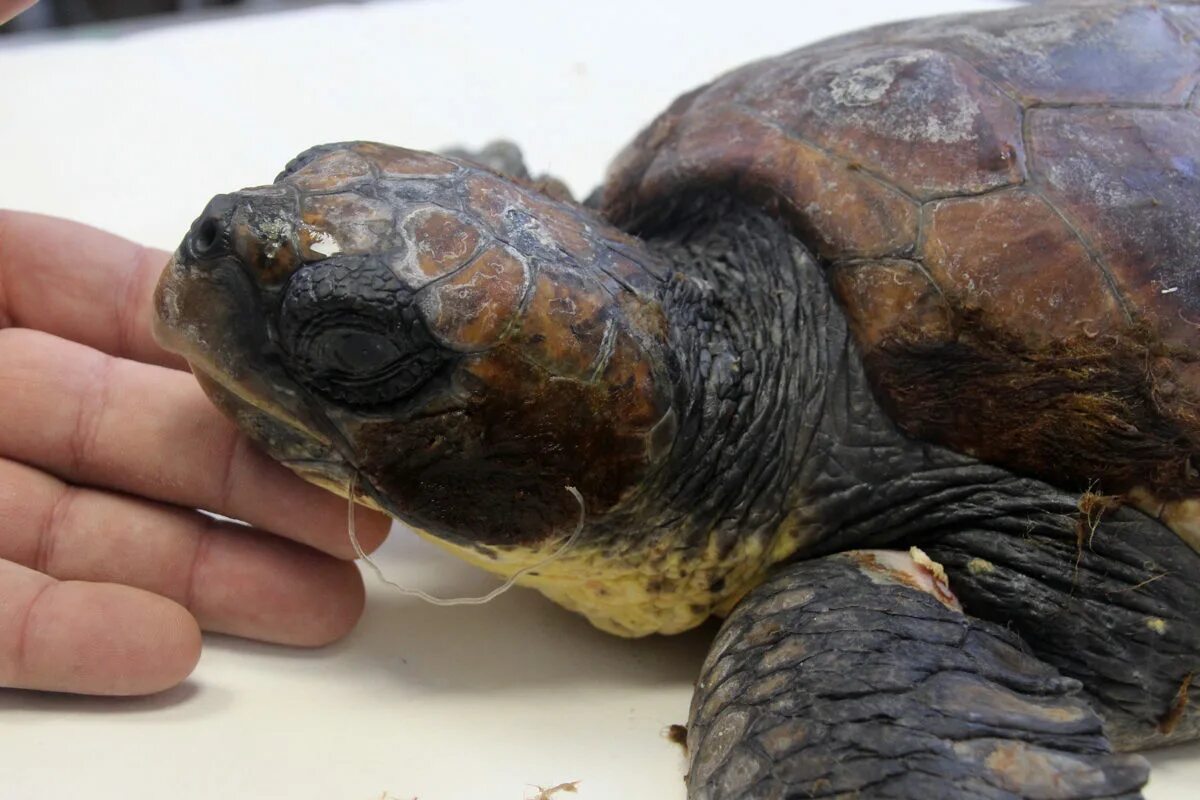 Черепахи в Италии. Морской черепахи монстр. Черепаху спасают от пластика. Мясо морских черепах