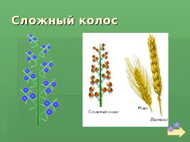 Представители соцветия сложный Колос. Строение сложный Колос соцветия строение. Соцветие Колос 6 класс биология. Соцветие пшеницы сложный Колос. Пшеница простой или сложный