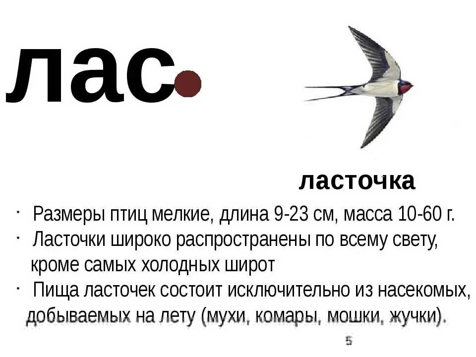 Изящную птицу ласточку называют символом весны. Сообщение о Ласточке. Ласточка птица описание. Описание ласточки. Птицы Ласточка доклад.