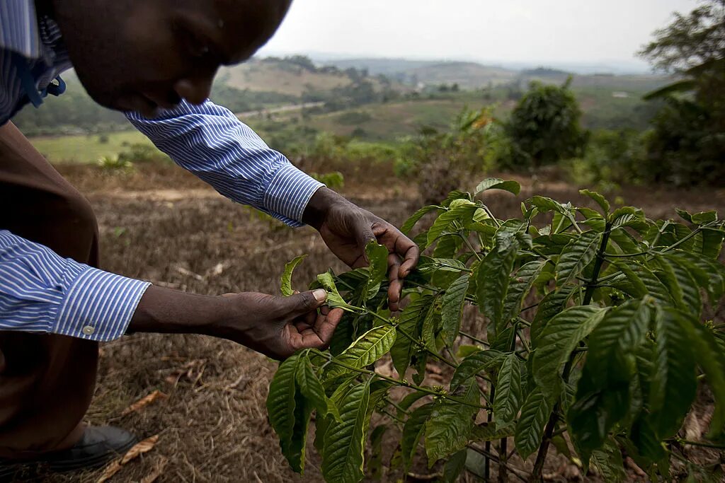 Эфиопия кофейные плантации. Эфиопия сельское хозяйство. Растения Эфиопии.