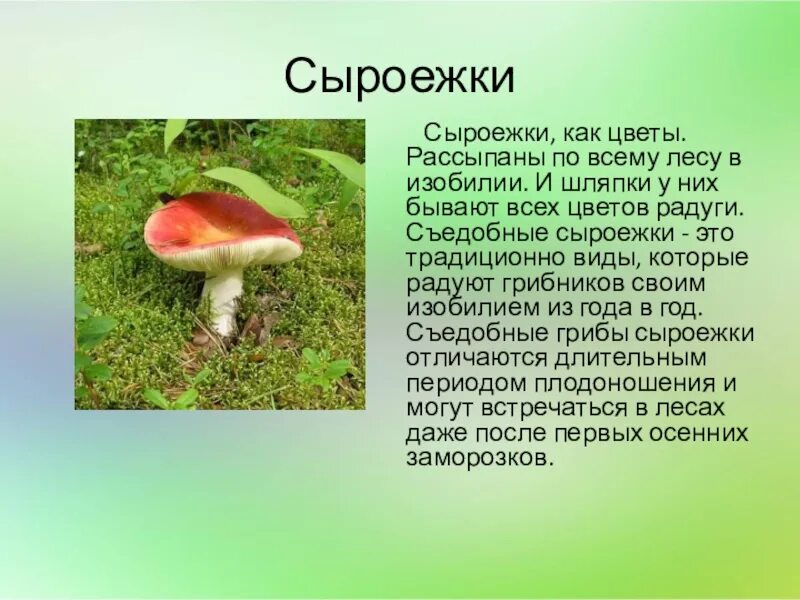 Какую среду обитания освоила сыроежка биология 5. Сыроежка шляпка снизу. Сыроежки грибы съедобные и несъедобные. Съедобный гриб Сырышка. Сыроежка гриб описание.