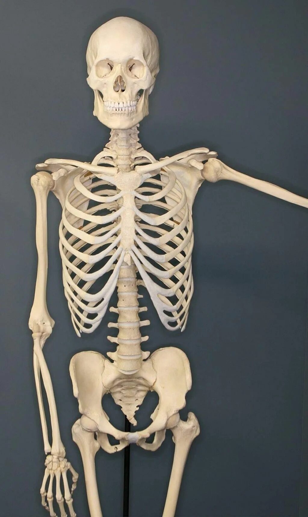 И молодые люди кости человека. Скелет. Человеческий скелет анатомия.