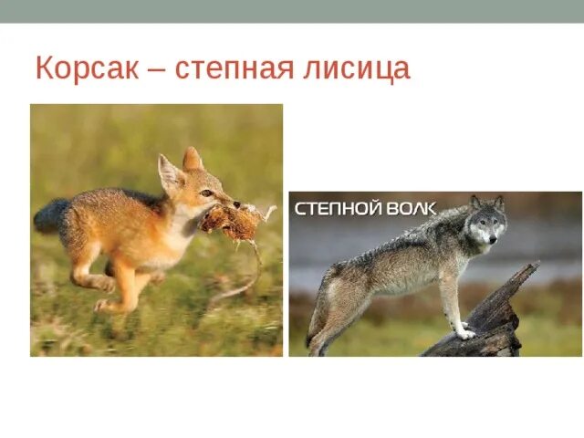 В какой природной зоне не встречается лисица. Корсак и лиса отличия. корсак волк корсак степной. корсак степная лисица описание. степные лисы корсак.