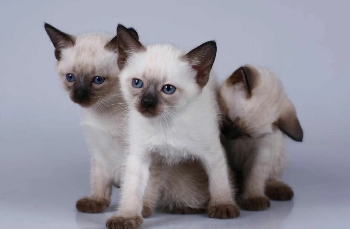 Сиамские добрые котята. Сиамские добрые котята. Порода кошек сиамская и тайская. Сиамская и тайская кошка. Сиамская кошка котенок.