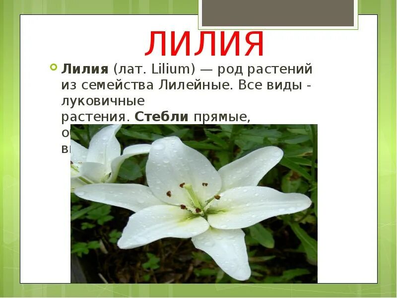 Доклад о лилии. Лилия блю крюмон. Описание лилии. Семейство лилейные лилия. Rubrum.