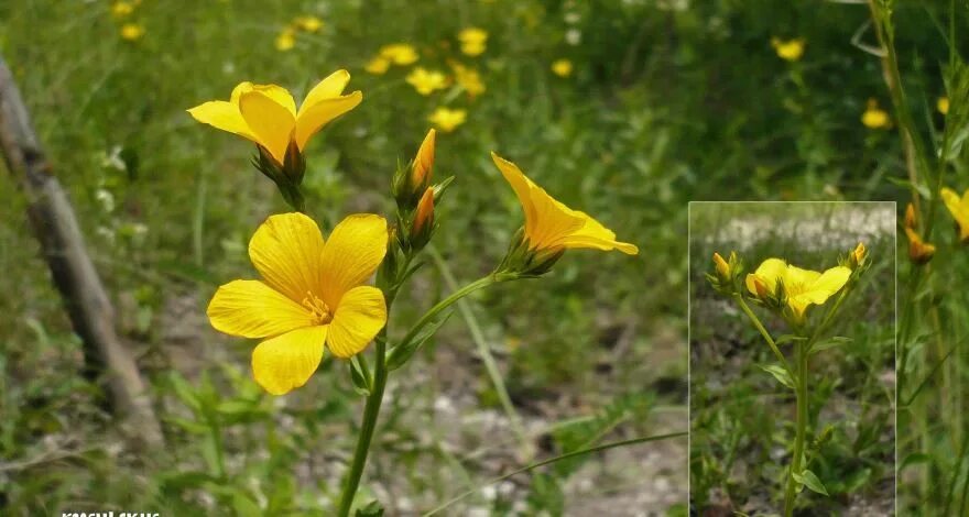 Урал лен. Лён жёлтый Linum flavum. Лен желтый Linum flavum l.. Лен желтый Компактум. Лен Уральский растение.
