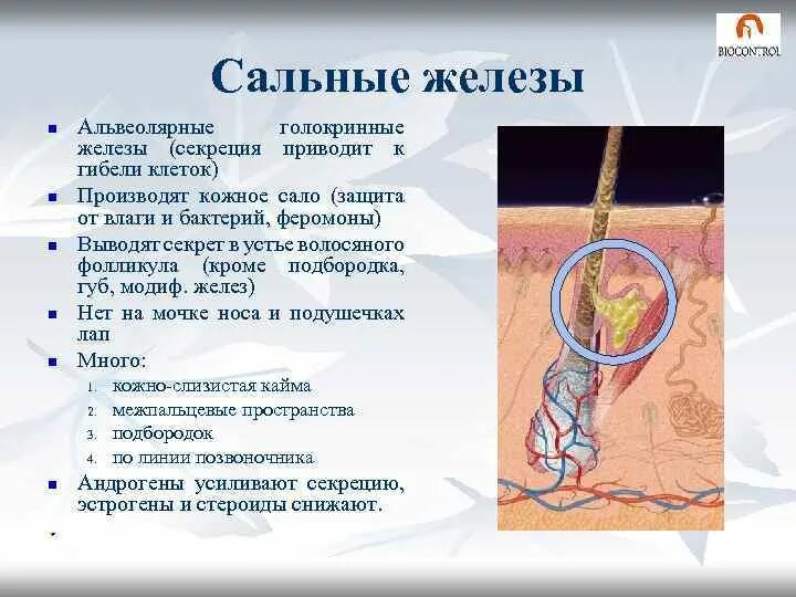 4 функция сальных желез. Функции сальной железы кожи. Сальные железы строение и функции. Сальные железы анатомия и функции кожи. Функции сальных желез кожи.