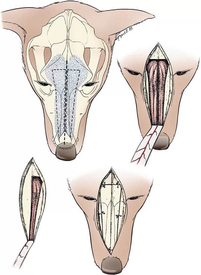 Подрезание голосовых связок у собак. Голосовые связки у собаки анатомия. Голосовые связки у животных. Перерезать голосовые связки. Удаление голосовых связок у собаки