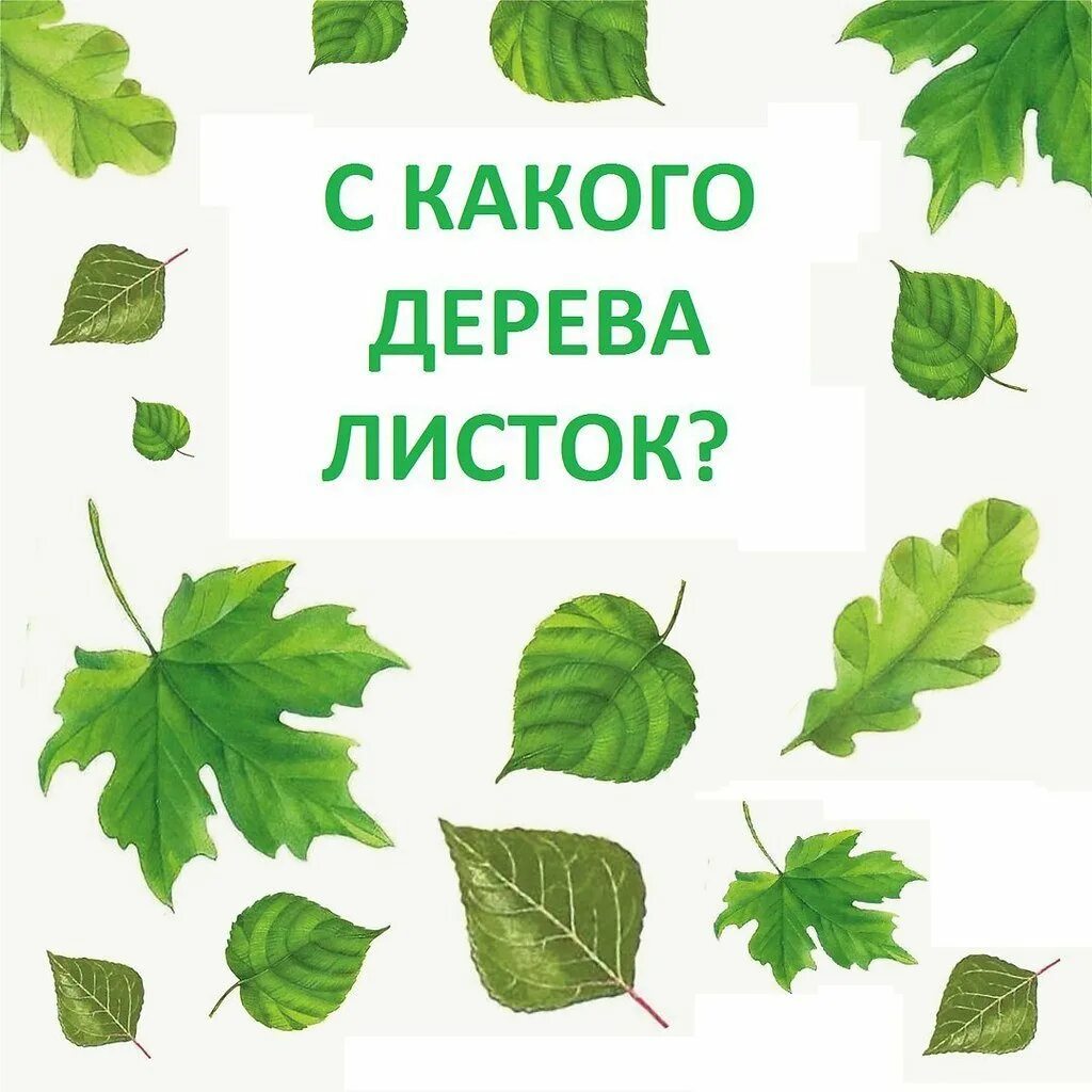 Дерево не дало листьев. Листья деревьев. С какого дерева листок. Листья деревьев с названиями для детей. Дидактическая игра с какого дерева листок.