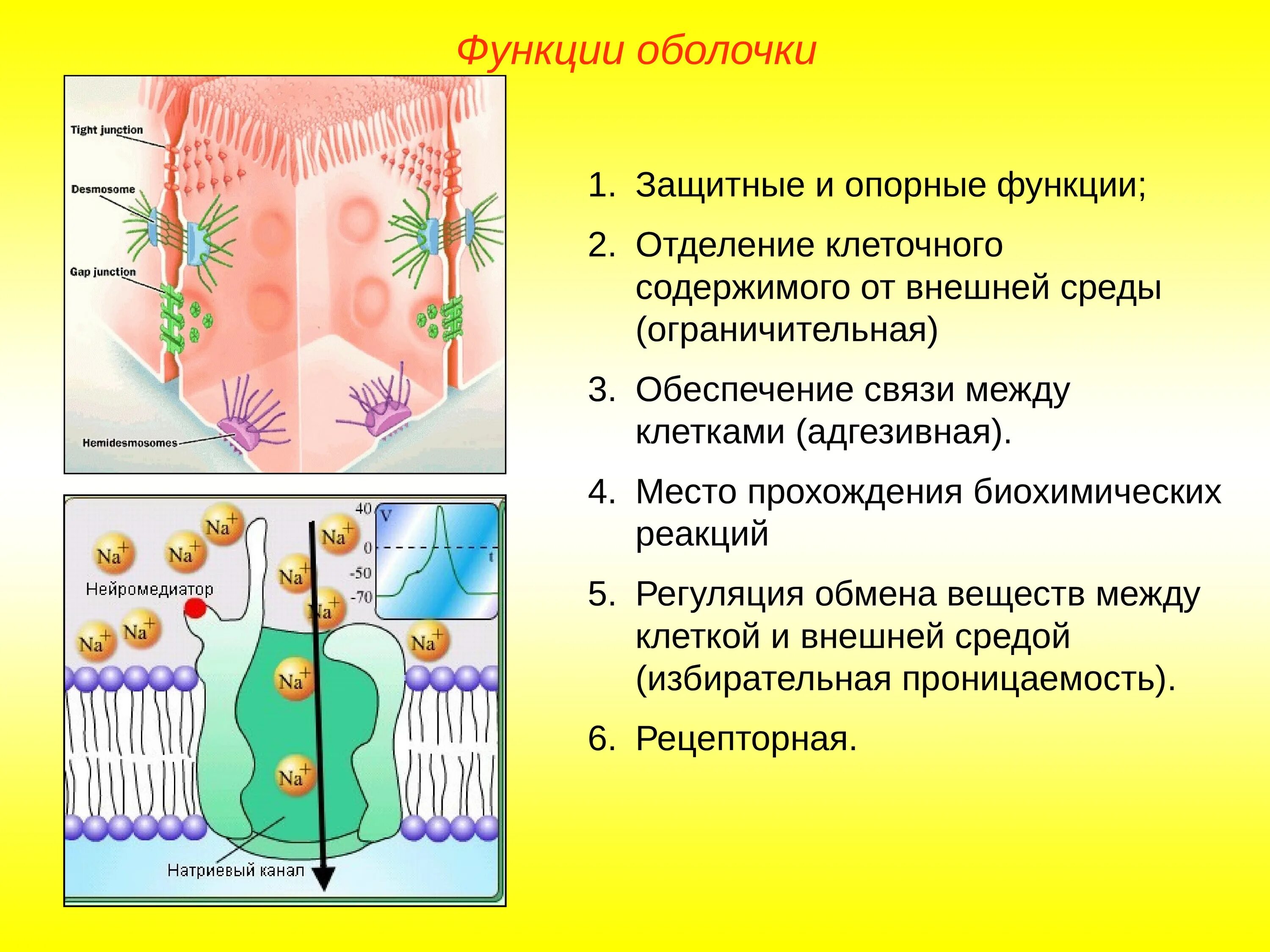 Оболочка клетки структура и функции. Строения и функции растительной клеточной оболочки. Оболочка клетки строение и функции.