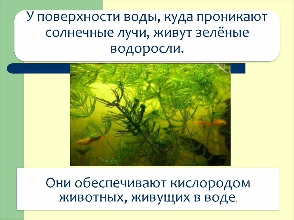 Значение растений водорослей