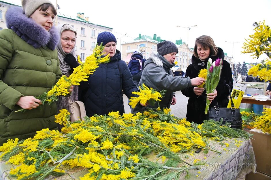 Как ухаживать за мимозой срезанной в домашних. Мимоза срезка. Срезают мимозу. Встречает с тюльпанами.