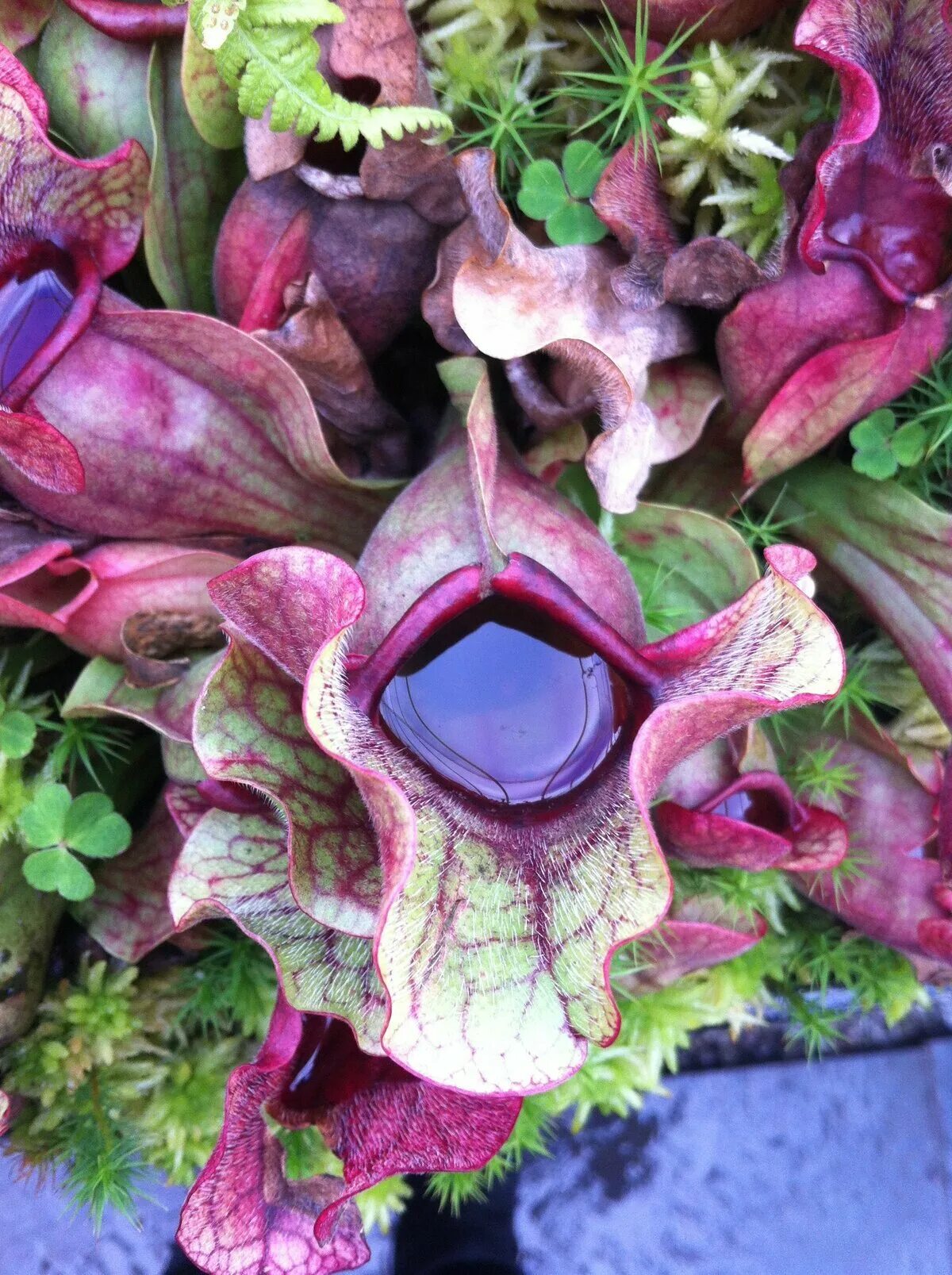 причудливый цвет. причудливый цвет. орхидея caleana major. причудливый цвет. драконье дерево сокотра.