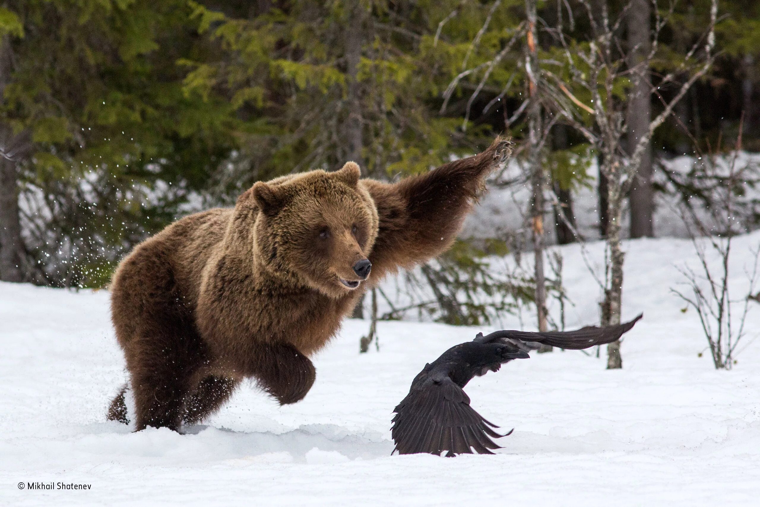 Приколы русских животных. Сибирский бурый медведь.  Ursus arctos collaris — Сибирский бурый медведь. Бурый медведь дальнего Востока.