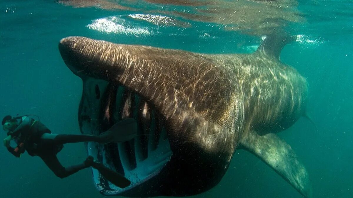 Большие существа в океане. Гигантская акула (basking Shark). Гигантская акула Cetorhinus Maximus. Челюсти гигантская акула (Cetorhinus Maximus). Гигантская (или исполинская) акула.