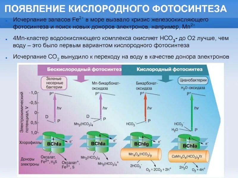 Возникновение фотосинтеза у прокариот