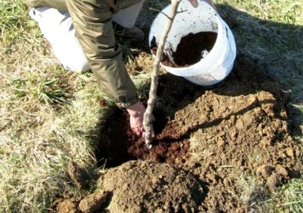 Какие удобрения при посадке деревьев весной. Подкормка яблони. навоз под яблони. удобрения для саженцев. яблони перегноем.