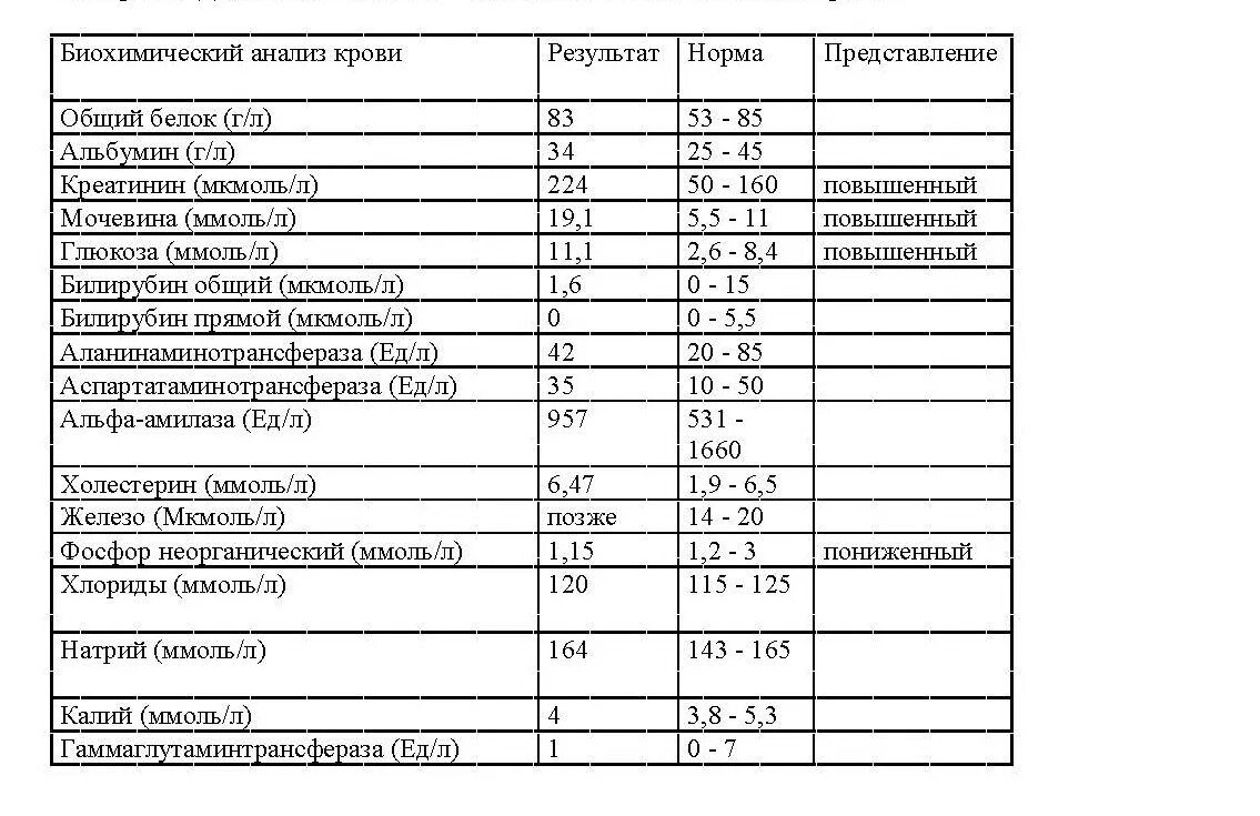 Хпн у кота форум. Хроническая почечная недостаточность у кошек симптомы. Хпн у кота форум. Почечная недостаточность у кошек. Почечная недостаточность у кошек симптомы.