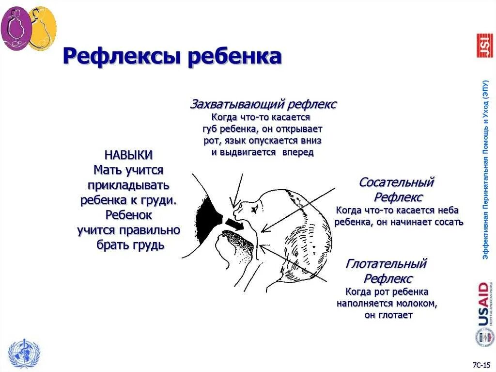 Рефлекс сосания. Схема дуги сосательного рефлекса. Схема рефлекторной дуги сосательного рефлекса. Рефлекторная дуга сосательного рефлекса. Рефлексы у детей.