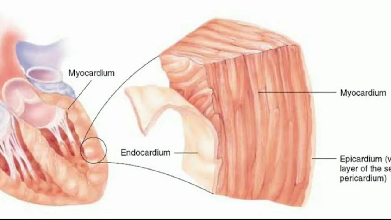Слои миокарда предсердий и желудочков. Мышца миокарда. Мышца миокарда. Строение мышцы сердца. Гребенчатые мышцы сердца.