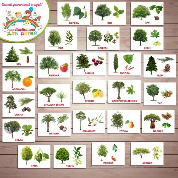Название листьев деревьев. Карточки для детского сада названия деревьев. Плодовые деревья названия. Фруктовые деревья названия.
