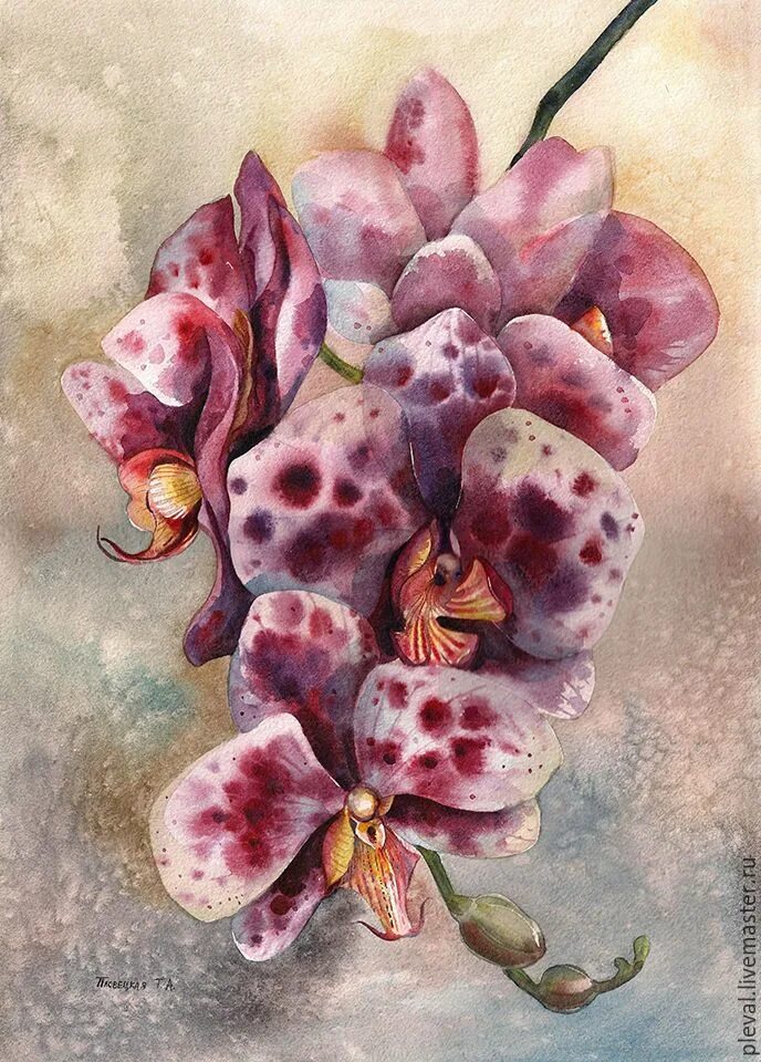 Скетчинг орхидея. Орхидея акрилом. Орхидеи пастелью. Орхидея акварелью скетч. Орхидея акварель.