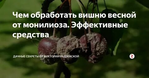 Обработка вишен от вредителей и болезней