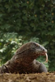 Варан животное