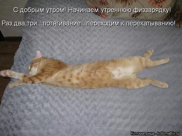 Funny cats: Cat yawning Cat yawning, Cats, Funny cat pictures