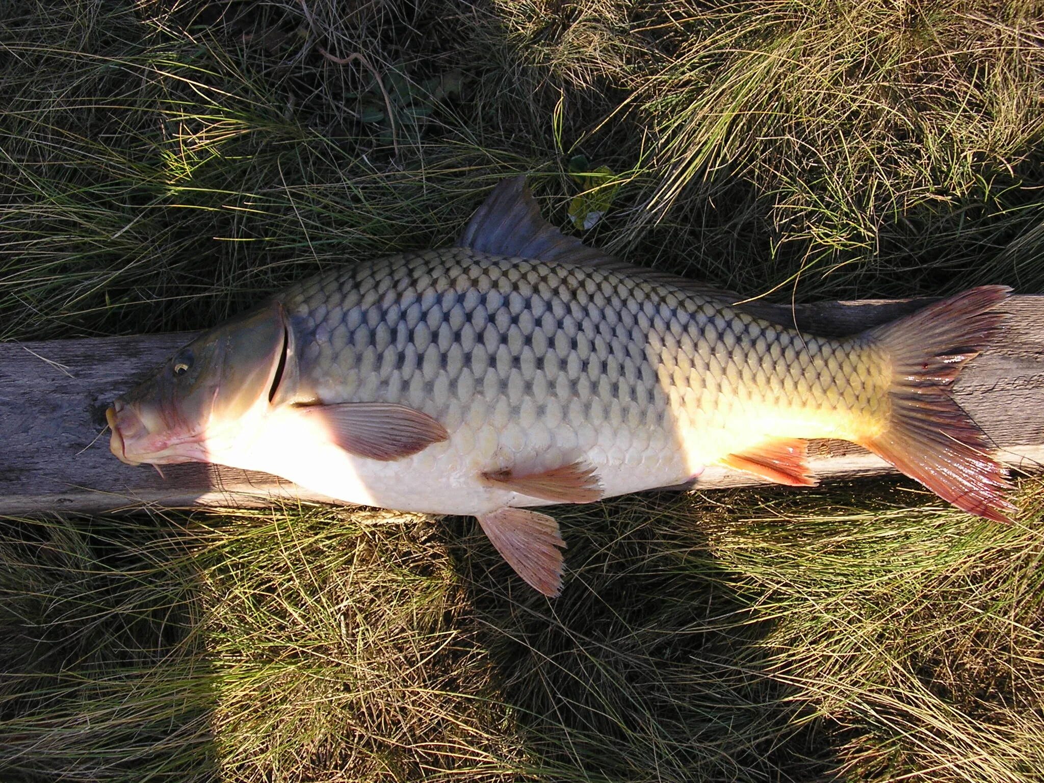 Сазан (Cyprinus Carpio). Краснохвостый сазан. Карп (Cyprinus Carpio). Карп обыкновенный – Cyprinus Carpio.