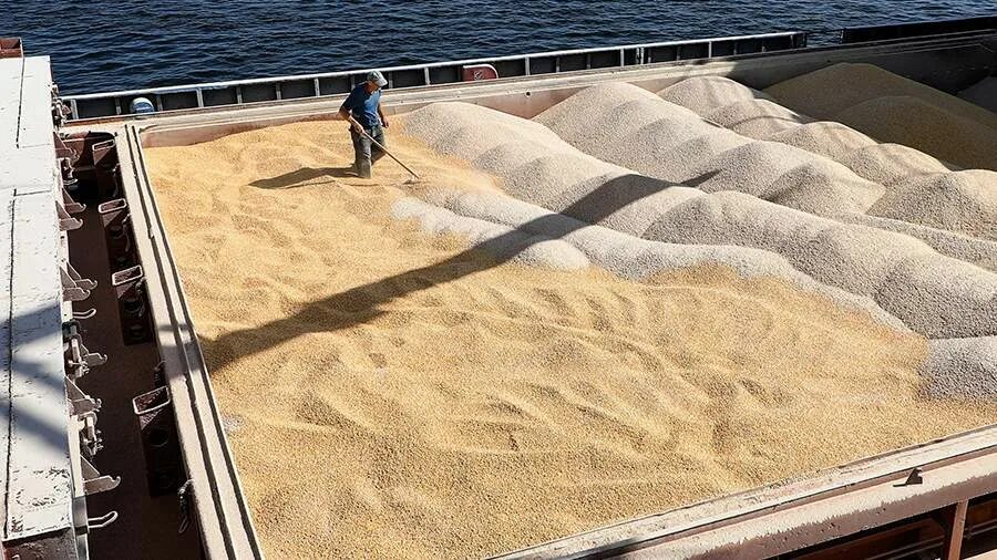 Зерно турции. Зерно турции. Запасы зерна. Зерновая сделка с украиной. Bartech дробилка для сена.