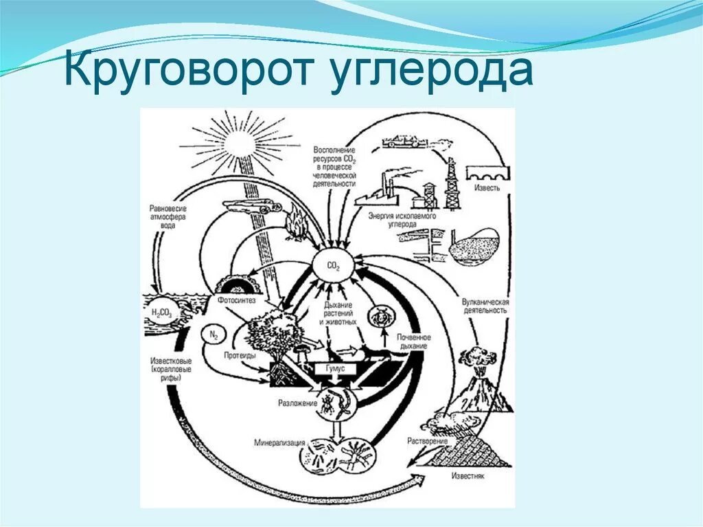 Круговорот углерода химия. Круговорот углерода в биосфере. Геохимический цикл углерода схема. Круговорот углерода рисунок. Круговорот веществ углерода схема.